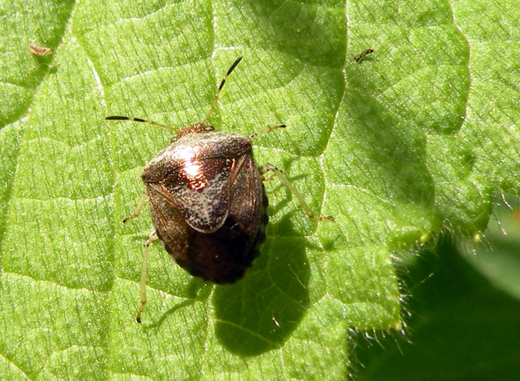 Pentatomidae: Eysarcoris venustissimus dell''Emilia (RE)